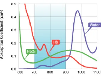 Figure 3. Therapeutic window of the body, absorbance of oxy-hemoglobin (HbO 2 ), deoxy- deoxy-hemoglobin (Hb) and water