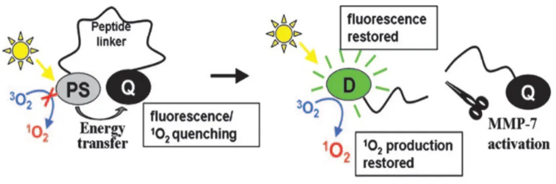 Figure 7. Cancer selective activation of PS through release of quencher by protease  MMP7
