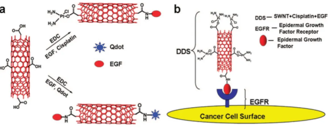 Figure 11. Targeted delivery of cancer drug using SWNT as delivery vehicle. 118 