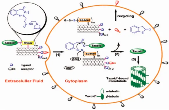 Figure 12. Gluthathione mediated drug delivery using SWNT as a delivery vehicle. 107 
