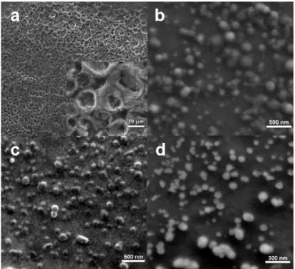 Fig.  2.  SEM  micrographs  of  films  prepared  from  (a)  PF  solution,  (b)  PF  NP  dispersion  (c)  MEH-PPVa NP dispersion, and (d) (MEH-PPVa/PF) sequential NP dispersion