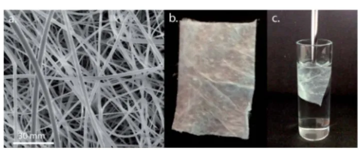 Fig. 1 (a) SEM image of electrospun CDNF. (b) A macroscale photographic image of CDNF