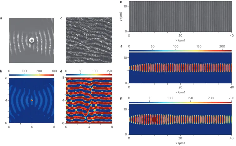 Figure 3 | Nanostructure formation dynamics. a,b, SEM image of the experimental results (a) and numerical simulation results (b) of nanostructures formed around an isolated scatterer by a few, high-energy pulses with linear polarization