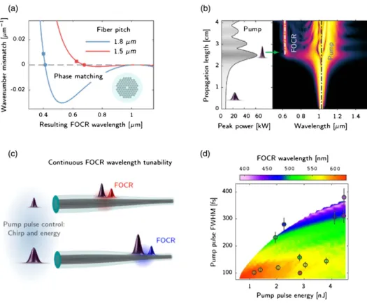 Fig. 1. Principles of continuously tunable femtosecond fiber laser. (a) Phase-matching curves for FOCR generation for different fiber pitch dimensions, allowing for FOCR generation at different wavelengths in the visible range from a pump pulse of 1035 nm 