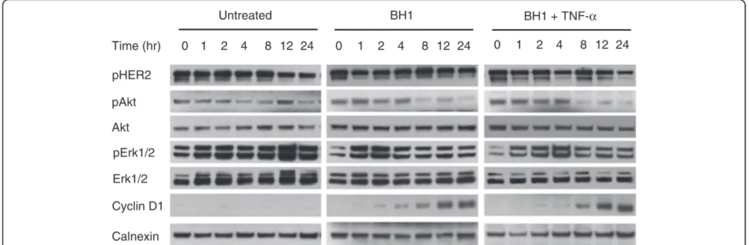 Figure 8 In vitro molecular responses of SK-BR-3 cell to anti-HER2 antibody BH1 and tumor necrosis factor-α