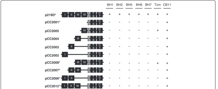 Figure 3 Schematic representation of antibody epitope mapping studies. Mammalian expression plasmids expressing full-length HER2 (p219D) or partially deleted HER2 were transfected into Huh7 cells