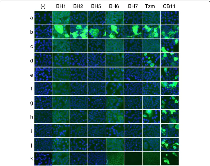 Figure 4 Epitope mapping of anti-HER2 antibodies using indirect immunofluorescence assay