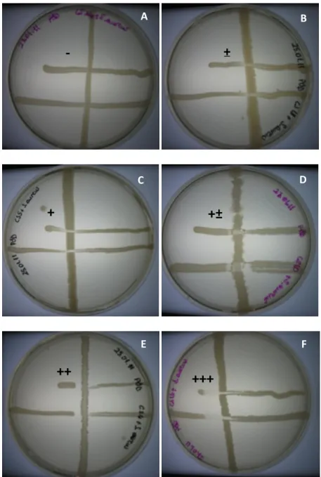 Figure  2.  A,B,C,D,E,F  represent  antimicrobial  inhibition  degrees,  ‘-,  ±,  +,  +±,  ++ and +++’ respectively