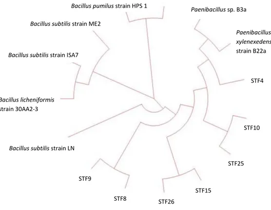 Figure 3. Phylogenetic tree of 7 isolates (STF4, STF8, STF9, STF10, STF15,  STF25 and STF26) 