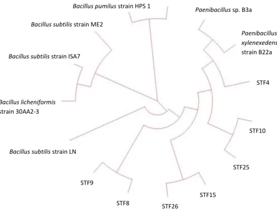 Figure 3. Phylogenetic tree of 7 isolates (STF4, STF8, STF9, STF10, STF15,  STF25 and STF26) 