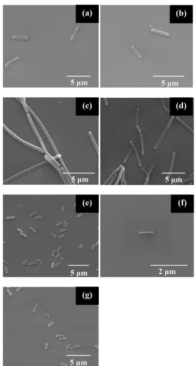 Figure  4.  SEM  images  of  isolates.  (a),  (b),  (c),  (d),  (e),  (f)  and  (g)  represent  STF4  (Paenibacillus  xylanexedens),  STF8  (Bacillus  subtilis),  STF9  (Bacillus  subtilis),  STF10  (Bacillus  licheniformis),  STF15  (Bacillus  pumilus),  