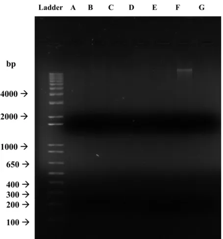 Figure 5. Agarose gel electrophoresis image of plasmid profile of isolates. A, B,  C, D, E, F and G represent STF4 (Paenibacillus xylanexedens), STF8 (Bacillus  subtilis),  STF9  (Bacillus  subtilis),  STF10  (Bacillus  licheniformis),  STF15  (Bacillus  p