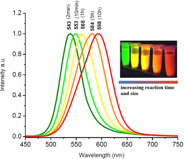 Figure 3.2.2. (onset) Normalized photoluminescence spectra of our CdTe NCs emitting at  different wavelengths which correspond to different boiling durations