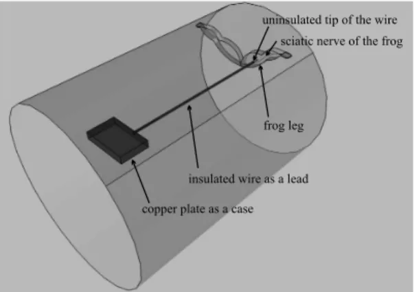 Figure 2.5: Location of the frog leg and the lead inside the phantom.