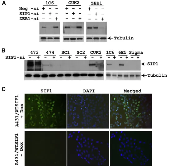 Fig. 1. Endogenous and induced expression of SIP1 is detected by monoclonal antibodies 1C6 and 6E5