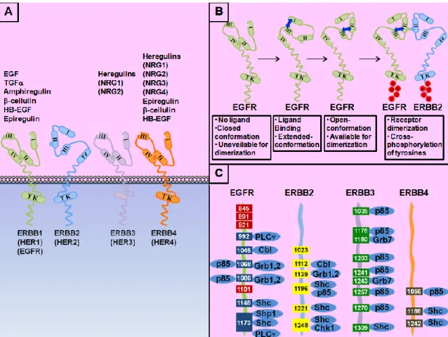 Figure  1.1  ERRB  family of tyrosine kinase receptors.   A)  ERRB  family  of  tyrosine  kinase  receptors  are  shown  in  their  ligand-free  conformation;  while  ERRB1,  ERRB3  and  ERRB4 are found in closed-conformation without a bound ligand,  ERBB2
