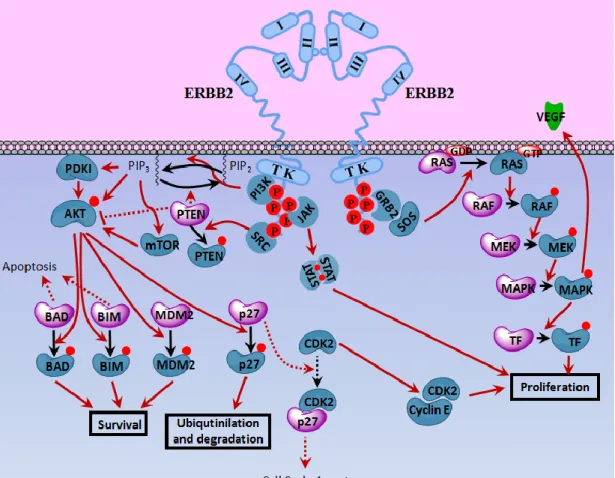 Figure 1.2 ERBB2 signaling.  Upon homodimerization, tyrosine residues (in addition to  few  threonine  and  serine  residues)  on  the  cytosolic  tail  of  ERBB2  are  phosphorylated  activating  the  downstream  effectors  mainly  on  PI3K-Akt,  Ras-Raf-