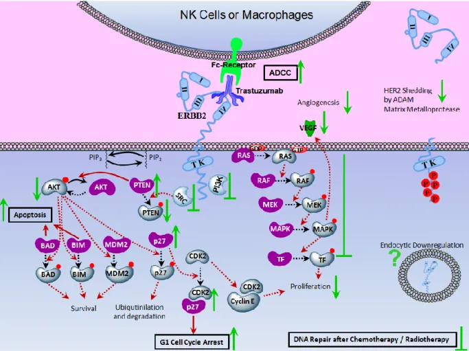 Figure 1.4 Mechanism of Action of anti-ERBB2 treatment.  Molecular responses of  ERBB2 overexpressing cells following anti-ERBB2 antibody treatment are shown