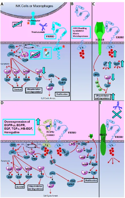 Figure  1.5  Mechanisms  of  Trastuzumab  Resistance.  Potential  culprits  of  anti- anti-ERBB2 resistance are shown