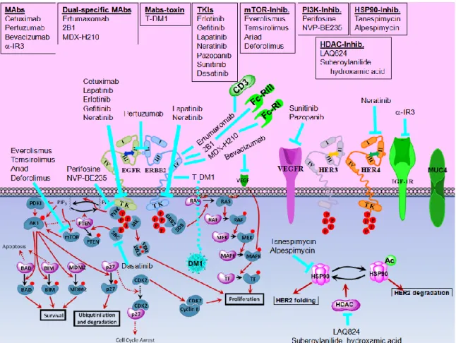 Figure  1.6  Alternative  Therapeutics   Agents  targeting  the  molecular  effectors  on  ERBB2 signaling pathway are shown