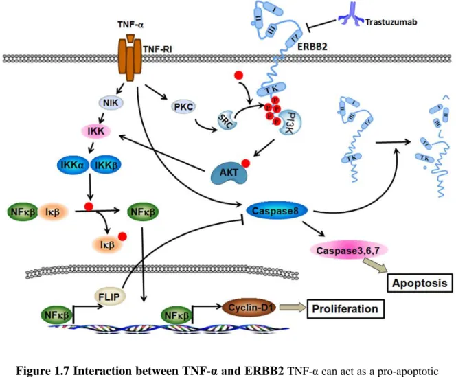 Figure 1.7 Interaction between TNF-α and ERBB2  TNF-α can act as a pro-apoptotic  or  anti-apoptotic  agent