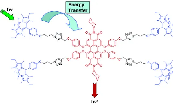 Figure 5: Light harvesting molecule with perylenediimide groups reported by  E. U. Akkaya and his team 13 