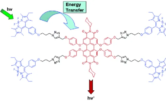 Figure 5: Light harvesting molecule with perylenediimide groups reported by  E. U. Akkaya and his team 13 
