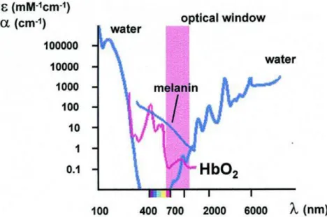 Figure 4 : Absorption spectra of major intracellular absorbers  Copyright  2000, John Wiley and Sons