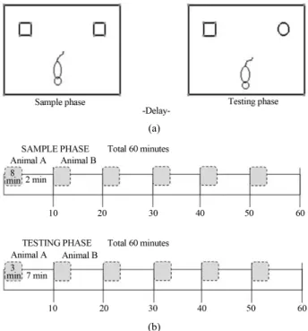 Figure 1. Representation of the novel object recognition task. 