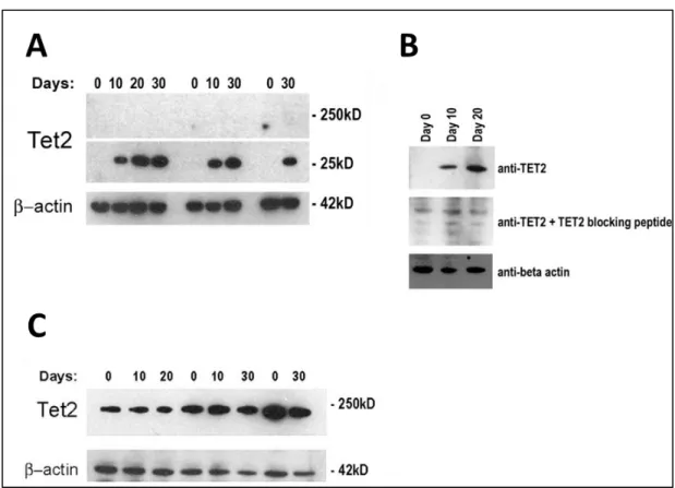Figure 3.1.3 4: A possible small variant of TET2 protein is found to be increased in  Caco-2 differentiation consistently in 3 different differentiation sets