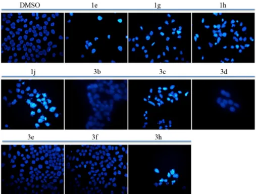 Figure 2. Morphological changes in Huh7 cell nuclei induced by compounds 1e, 1g, 1h, 1j, 3b, 3c, 3d, 3e, 3f and 3h