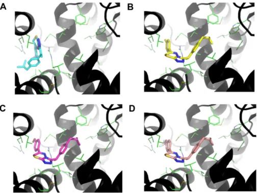 Figure 8. Docking results. All side chain residues within 5 Å of all of the docking results are shown as green lines, and the protein backbone is shown as black cartoon depicting secondary structure
