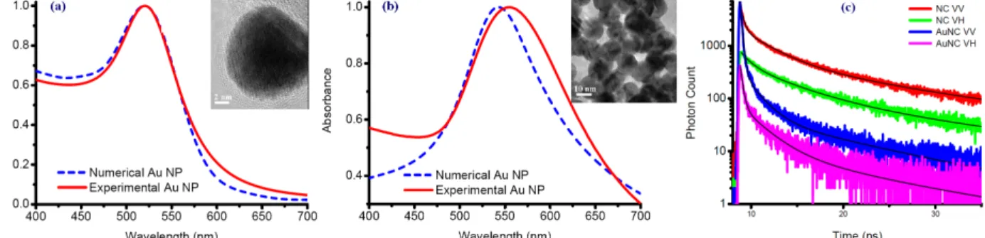 Figure 1. Simulation and experimental results for normalized absorbance spectra of (a) isolated  Au nanoparticles and  (b)  assembled particles in a dielectric medium