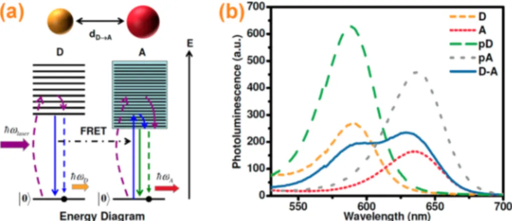 Figure 3. (a) Schematic representation of a donor−acceptor (D−A) energy transfer pair in the case of plasmon coupling to only donor QD along with an energy band diagram in which the absorption process of the MNP/donor/acceptor, fast relaxation process, lig