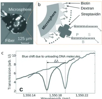 Fig. 4 DNA detection using a label-free microsphere integrated with a DNA catalytic network