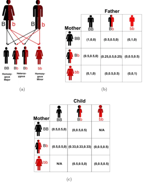 Figure 2.1: (a) Mendelian inheritance for a child. (b) Mendelian inheritance probabilities for a SNP given all the genotypes of the parents