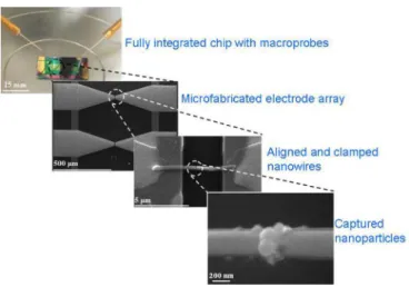 Fig. 2. (a) Cross-sectional sketch our device and (b) top view of optical microscopy image of two electrode pairs along with a zoom in of the tips of the upper electrodes.
