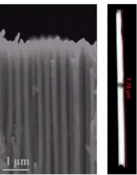 Fig. 4. Example of Au–Ag–Au segmented NWs with tuned Ag segment lengths of (a) 300 nm, (b) 200 nm, (c) 100 nm, (d) 50 nm, and (e) 20 nm.