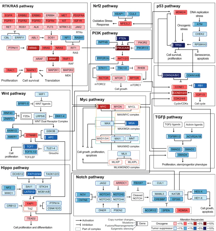Figure S1. Curated Pathways Including Cross-Cross Pathway Interactions, Related to Figure 2 Same as Figure 2, but including cross-pathway interactions.