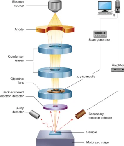 Figure 2.5: Schematic diagram of the main components of SEM. Reprinted with permission from [123].