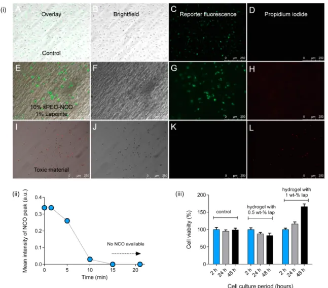 Figure 8. Cellular ﬂuorescence as a reporter of viability. (i) Fluorescent murine macrophages were cultured on diﬀerent materials to demonstrate the function of the cellular green ﬂuorescence protein as a viability reporter