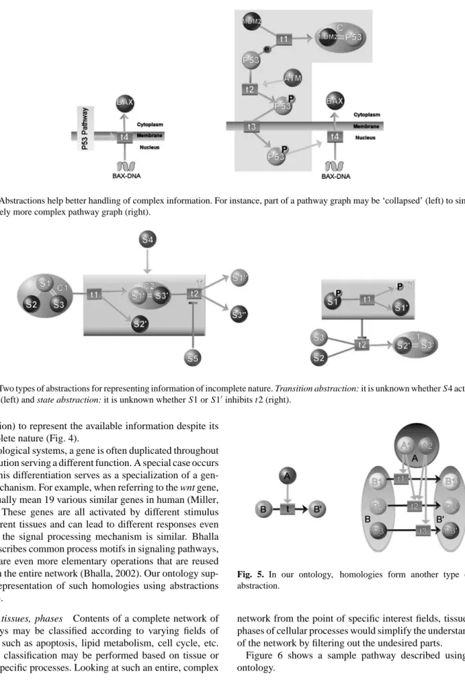 Fig. 3. Abstractions help better handling of complex information. For instance, part of a pathway graph may be ‘collapsed’ (left) to simplify a relatively more complex pathway graph (right).