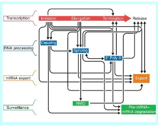 Figure 2.3: Transcriptional and post transcriptional control is highly coupled. In the figure, red arrow indicate the stages of transcription