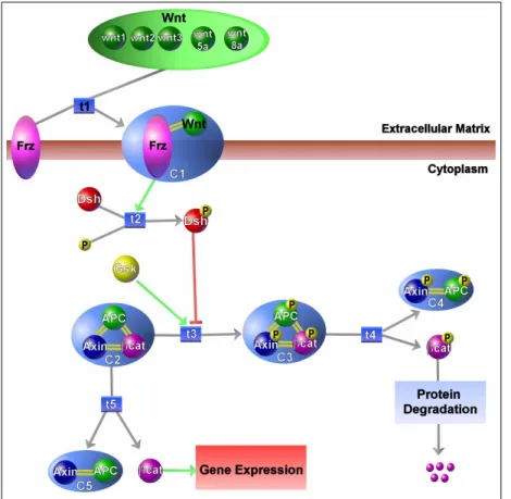 Figure 5.5: A representation of a portion of a Wnt pathway with the Patika ontology. Three regions are shown, Extracellular Matrix, cytoplasm and  cyto-plasmic membrane