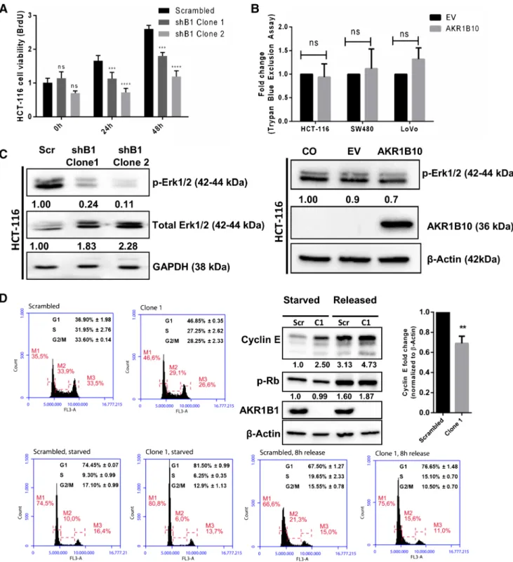 Fig. 2 Effect of AKR1B1 and AKR1B10 expression on cellular proliferation and cell cycle progression