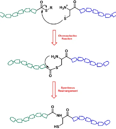 Figure 2. Native chemical ligation of peptides by  [20] .The initial thioester ligation  product undergoes rapid intramolecular reaction because of the favorable 