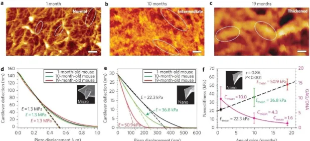 Figure  1.1.  Comparison  of  micro-  and  nanoindentation  for  the  identification  of  changes  associated  with  aging  in  the  cartilage  of  C57BL/6  mice