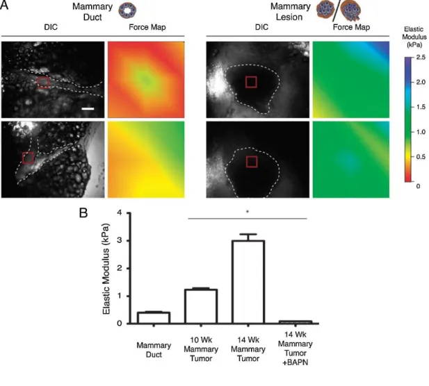 Figure  1.5.  Changes  associated  with  mammary  tumor  formation,  as  quantified  by  AFM