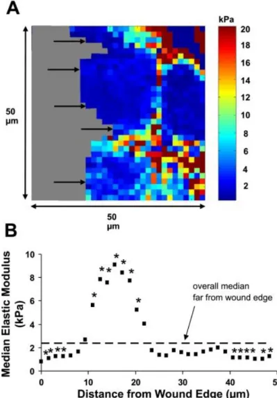 Figure 1.7. Elastic moduli of 16HBE human bronchial epithelial cells, as expressed in  relation to the distance to a scratch wound in cell culture, show a transitory increase in  stiffness at the wound edge