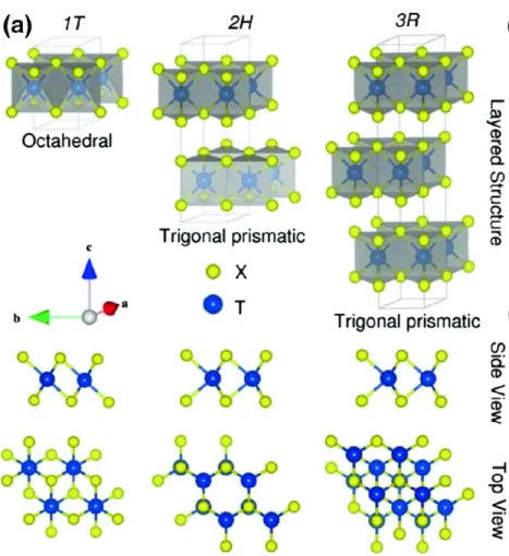 Figure 1.2: Atomic structure schematics of TMDCs showing tetragonal octa- octa-hedral(1T), hexagonal trigonalprismatic(2H), and rhombohedral trigonal  pris-matic(3R) crystal phases in monolayer form[25]
